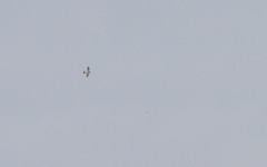 Falco peregrinus pelegrinoides