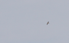 Falco peregrinus pelegrinoides