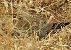 Microtus californicus