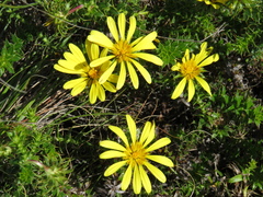 Cullumia setosa setosa