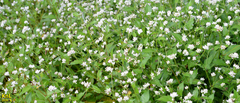 Persicaria thunbergii
