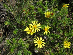 Cullumia setosa setosa
