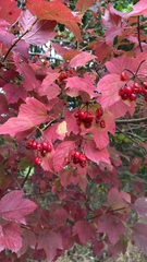 Viburnum opulus
