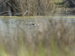 Cladorhynchus leucocephalus