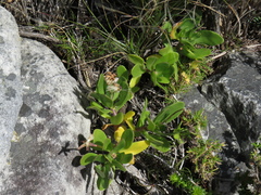 Othonna arborescens