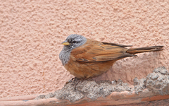Emberiza sahari