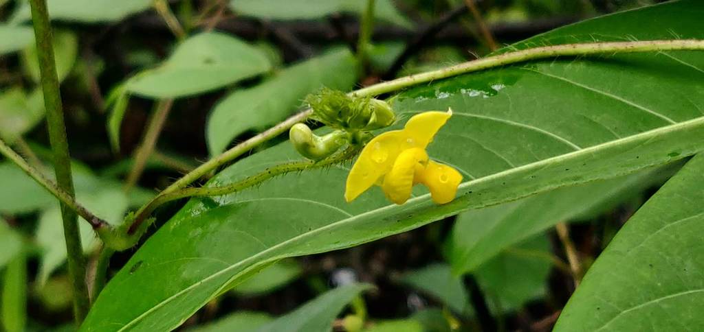 Đậu đen (Vigna mungo)
