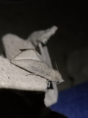 Compsoptera opacaria