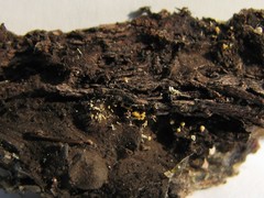 Eustilbum aureum