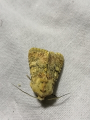 Polymixis argillaceago