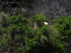 Arctotis aspera aspera