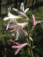 Lilium washingtonianum