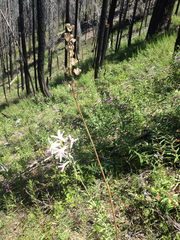 Lilium washingtonianum