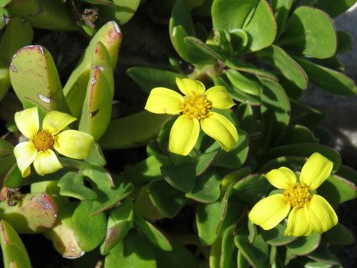 Othonna arborescens