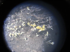 Eustilbum aureum