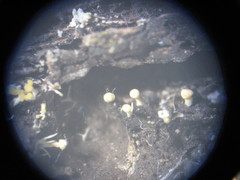 Eustilbum aureum