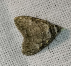Meganola strigula