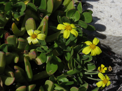 Image of Tree Babooncabbage (Othonna arborescens) by (c) Jeremy Gilmore, some rights reserved (CC BY)