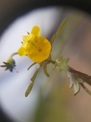 Hemimeris sabulosa