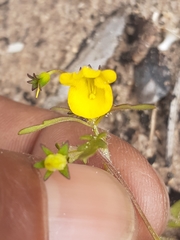Hemimeris sabulosa