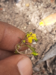 Hemimeris sabulosa