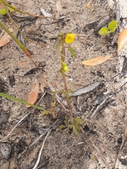 Hemimeris sabulosa