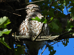 Athene noctua