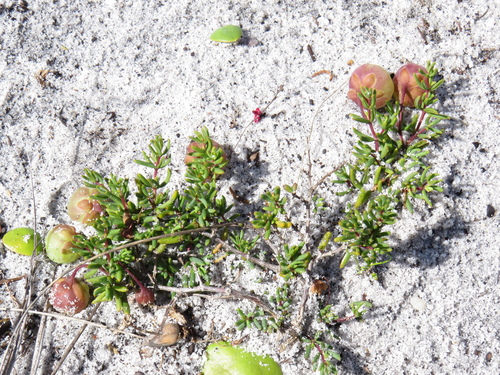 Image of Roepera spinosa by (c) Jeremy Gilmore, some rights reserved (CC BY)
