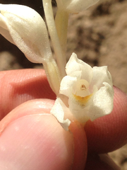 Cephalanthera austiniae