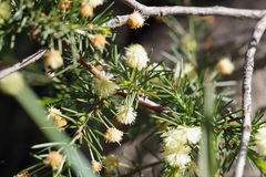 Acacia aculeatissima