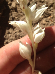 Cephalanthera austiniae