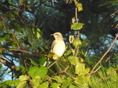 Mimus polyglottos image