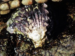Saccostrea