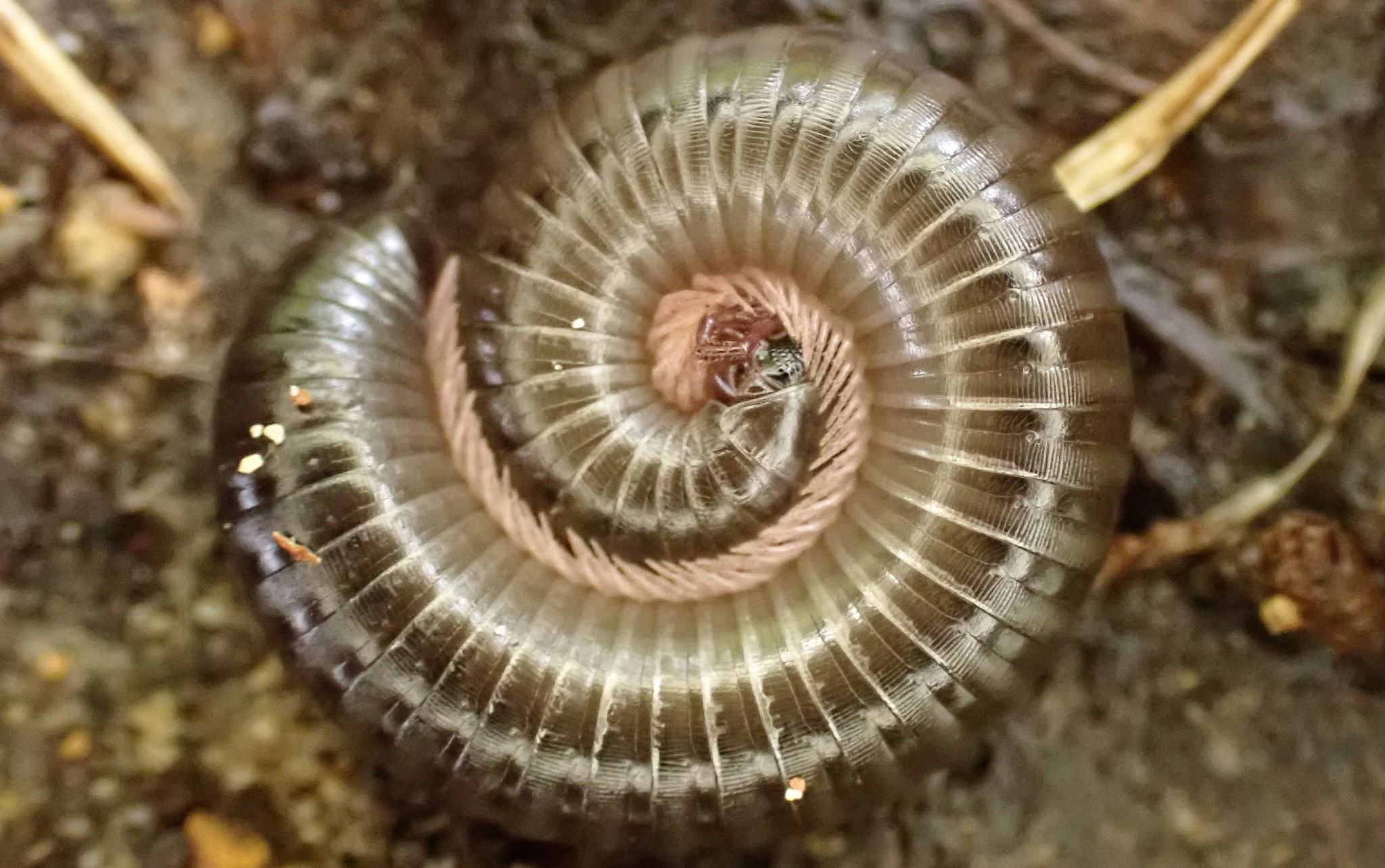 Portuguese Millipede (Ommatoiulus moreleti) · iNaturalist, image size:2048x1285