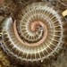 Portuguese Millipede - Photo (c) Mike, some rights reserved (CC BY-NC), uploaded by Mike