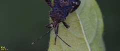 Acanthocoris sordidus