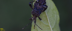 Acanthocoris sordidus