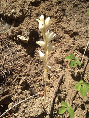 Cephalanthera austiniae