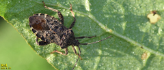 Acanthocoris sordidus