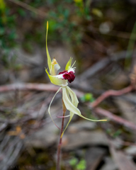 Caladenia tensa
