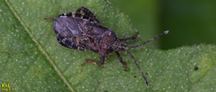 Acanthocoris sordidus