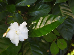 Tabernaemontaneae