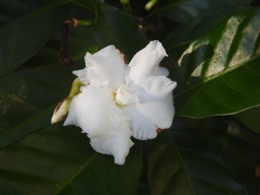 Tabernaemontaneae