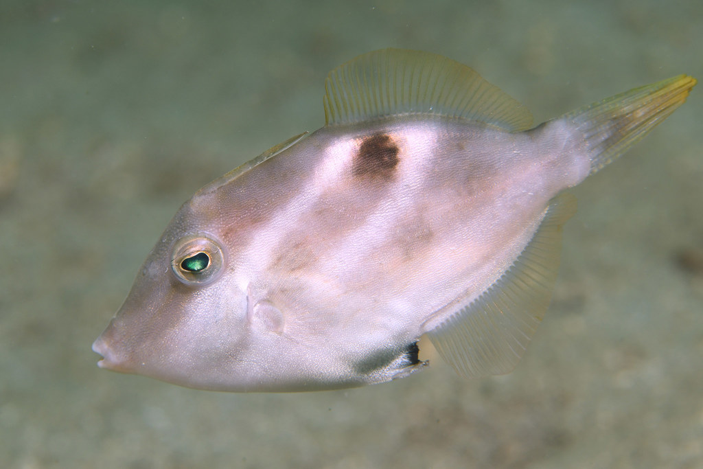 Grooved filefish (Paramonacanthus sulcatus) — Monacanthidae