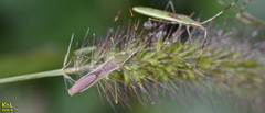 Leptocorisa chinensis