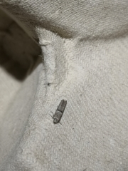 Blastobasis phycidella