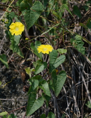 Merremia hederacea