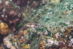 Halichoeres nebulosus