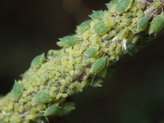 Aphis urticata