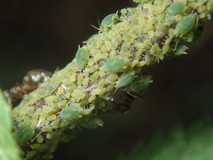 Aphis urticata